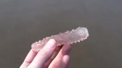 Millions of sea creatures pyrosomes washing up on oregon coast orig_00000000.jpg