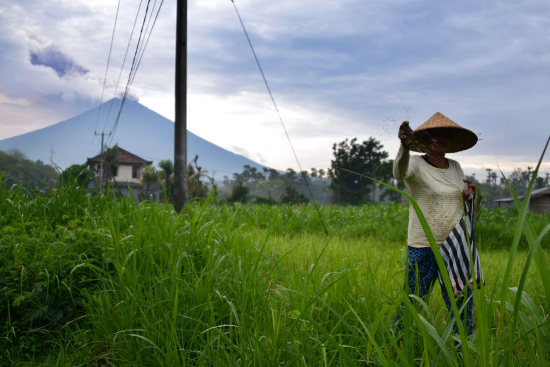 A farmer tends to her crops, as the Mount Agung volcano is seen in the background, on November 29.