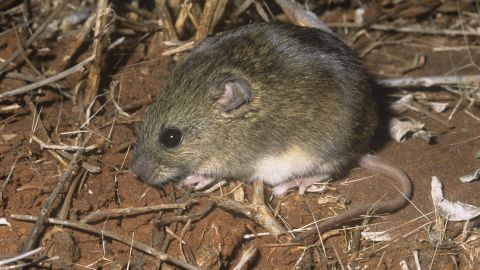 The northern short-tailed mouse, a nocturnal species with a shorter than usual tail, is sparsely distributed across Australia.