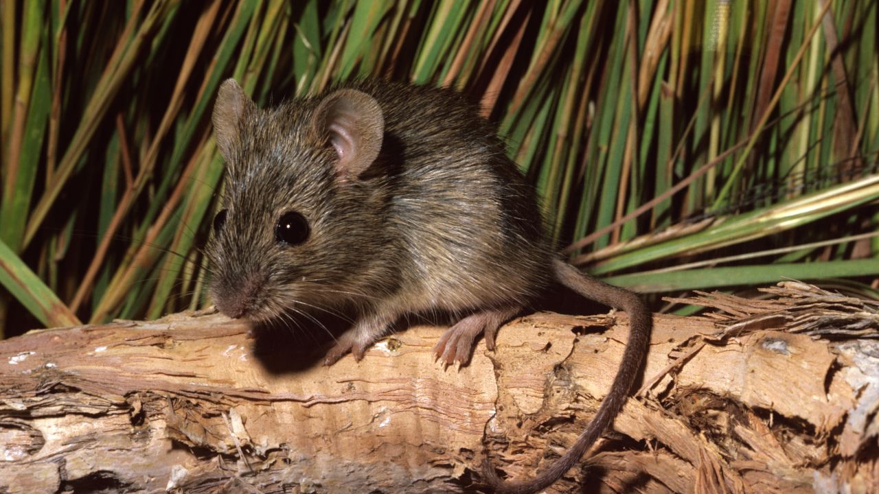 Before humans, Australia was colonized by rats | CNN