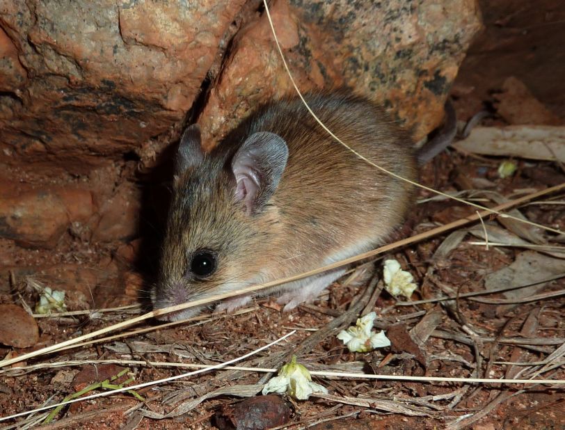 The sandy inland mouse lives on seeds and the occasional green plant in the arid and semi-arid zones of inland Australia. 