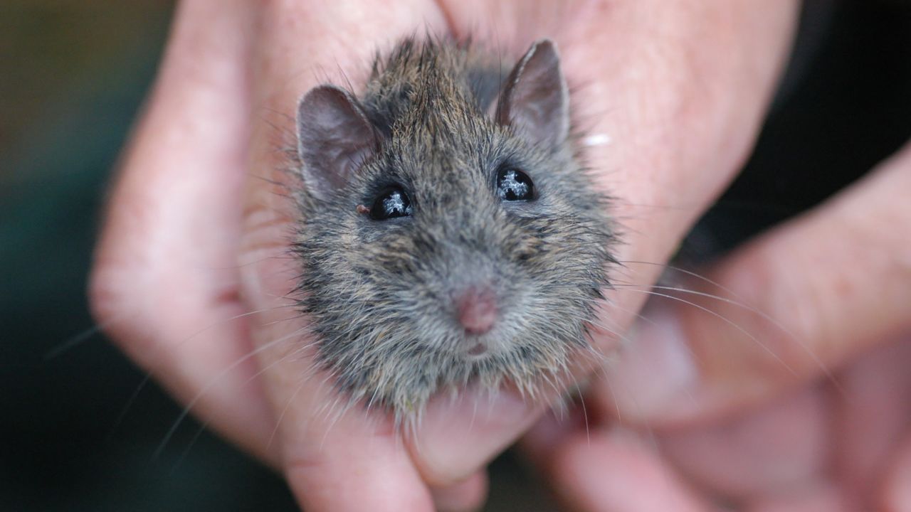 The Hastings River mouse is rat-size in adulthood. This nocturnal rodent lives in upland forests. 