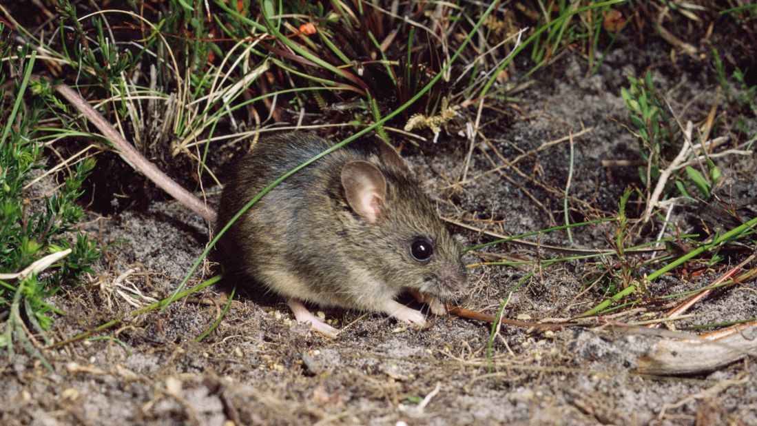 The New Holland mouse, which is similar in size and appearance to the house mouse, inhabits open heathlands, woodlands and forests.