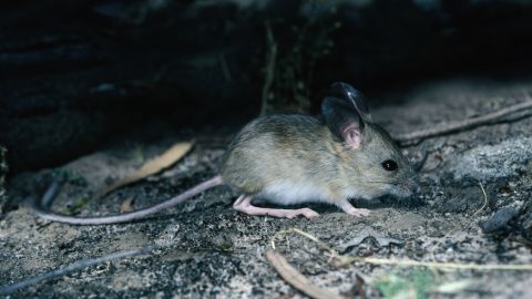 The fawn hopping mouse, which inhabits the arid Australian outback, has elongated hind legs and feet, allowing it to hop rapidly.