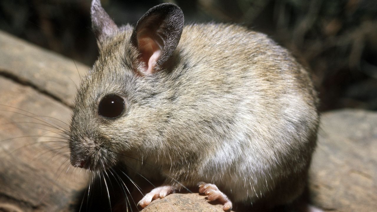 The plains rat, which mainly feeds on seeds, lives among grasslands and low shrublands.