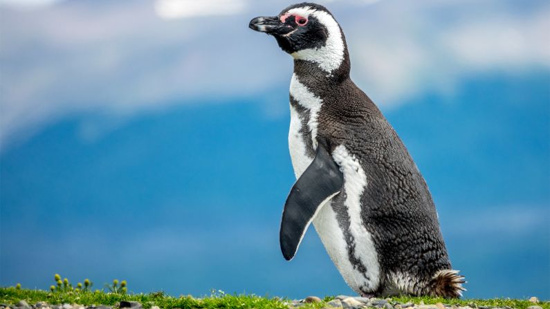 These Magellan penguins get their name from 16th century Spanish explorer Ferdinand Magellan.