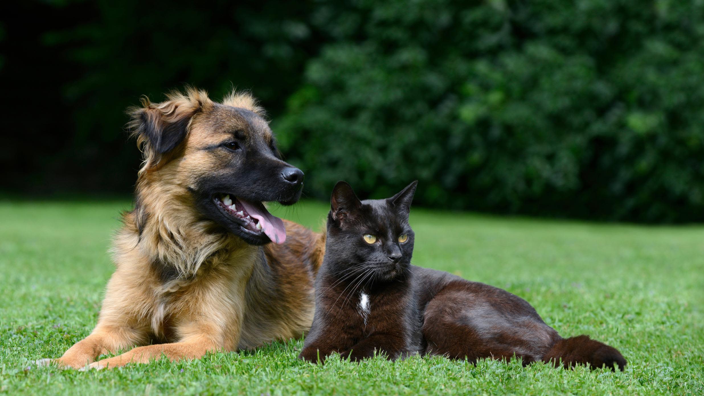 Are Dogs Really Smarter Than Cats?