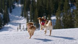snowmass rescue dogs running wide2