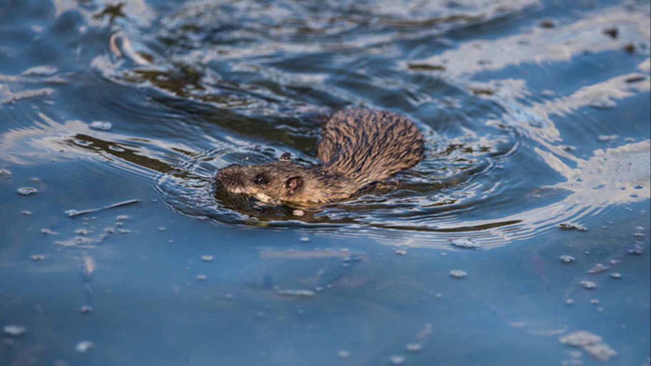 Water rats have partially webbed hind-feet, water-repellent fur and abundant whiskers. They occupy freshwater habitats such as streams and lakes, where they feed on crustaceans, aquatic insects and fish.