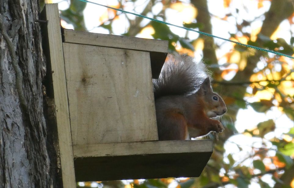 <strong>Unique feature: </strong>Using the 60x intelligent zoom, the squirrel leaps into view.<strong> </strong><a href="http://i2.cdn.turner.com/cnnnext/dam/assets/171204111515-lumixedit-25.jpg" target="_blank" target="_blank">SEE FULL-SIZE IMAGE</a>