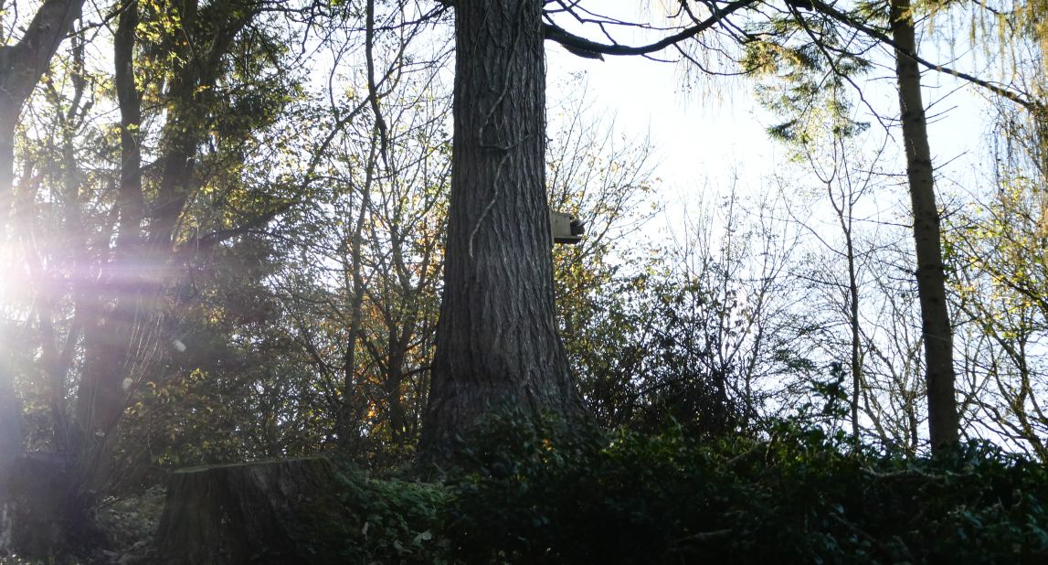 <strong>Zoom power: </strong>You can barely see the rare red squirrel in this woodland scene, but click onto the next image to see the Lumix's impressive zoom in action.<strong> </strong><a href="http://i2.cdn.turner.com/cnnnext/dam/assets/171204111541-lumixedit-26.jpg" target="_blank" target="_blank">SEE FULL-SIZE IMAGE</a>