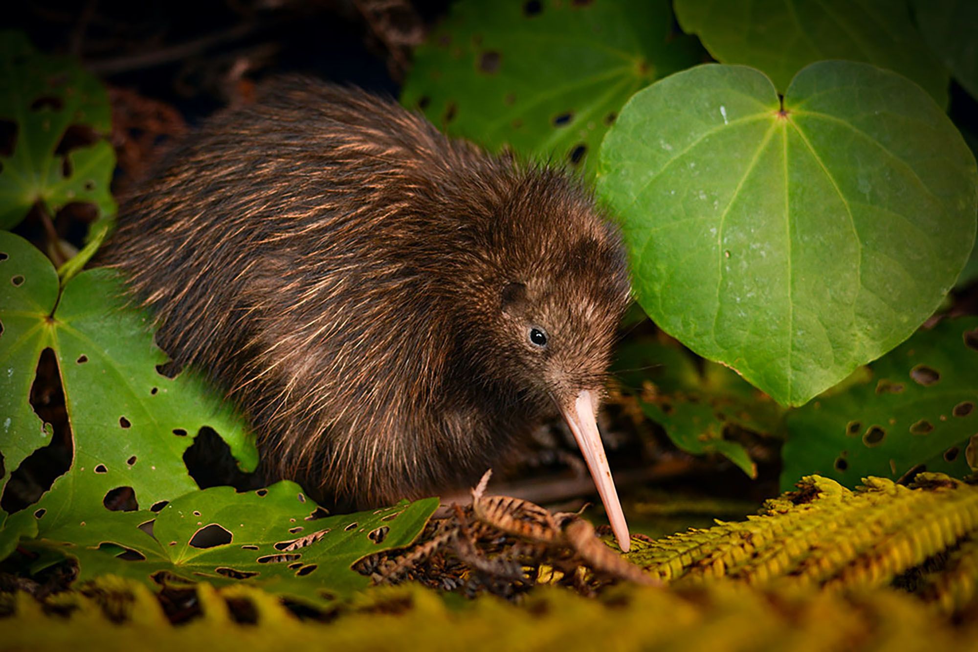 Two kiwi species no longer endangered in new Red List | CNN