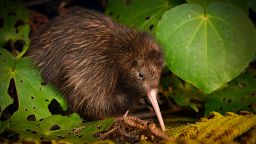 The northern brown kiwi has been moved from 'endangered' to 'vulnerable,' with increasing populations.