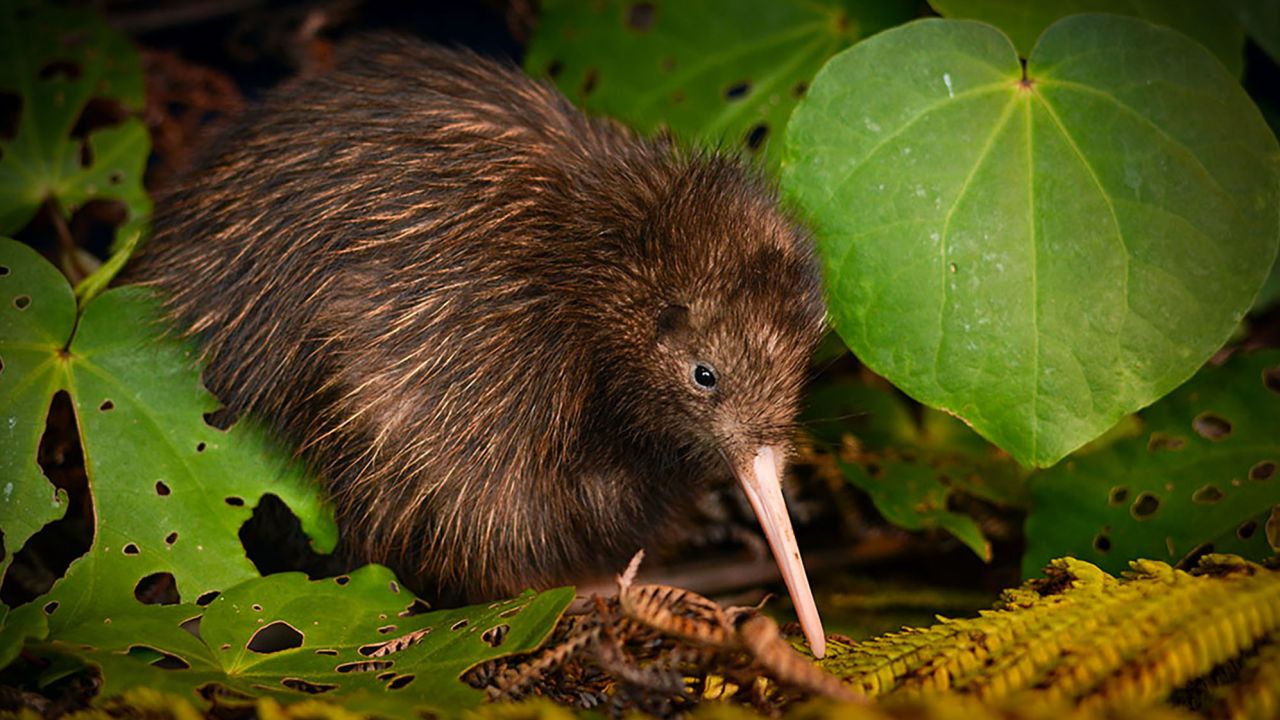 The northern brown kiwi has been moved from 'endangered' to 'vulnerable.'