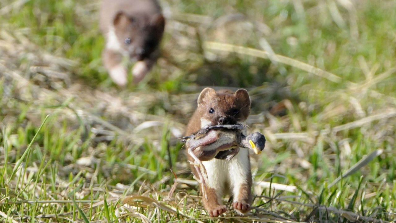 A stoat taking a penguin chick in New Zealand. Stoats are one of the main predators for kiwis.