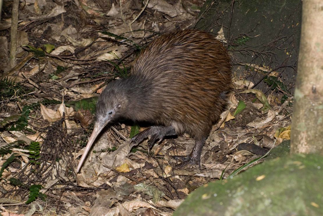 There are now 17,700 mature individuals of the Northern Brown kiwi species in New Zealand.