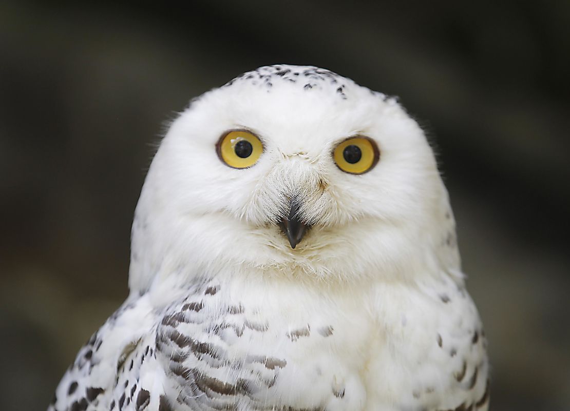 The Snowy Owl has been classed from  'Least Concern' to 'Vulnerable' for the first time.