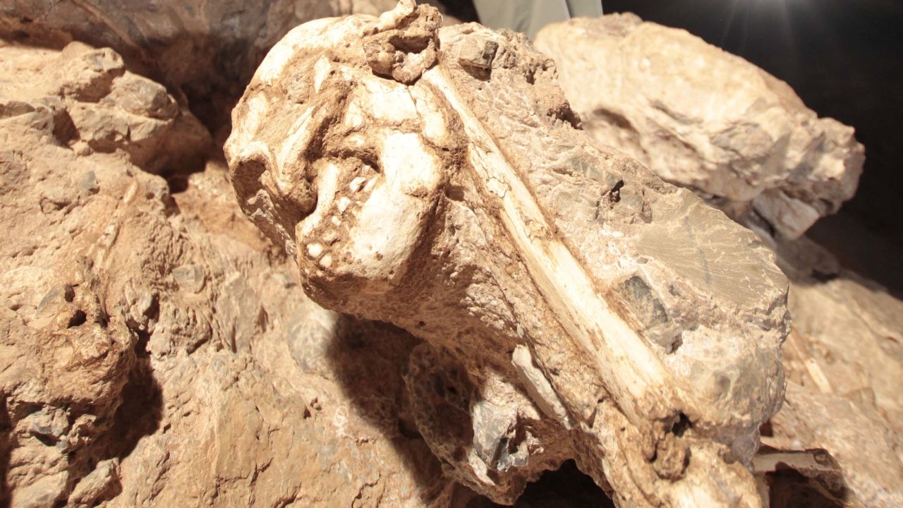 Little Foot was trapped in cave sediment for millions of years before her discovery.