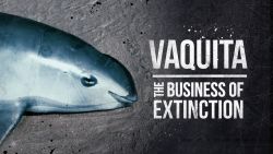Vaquita: The Business of Extinction