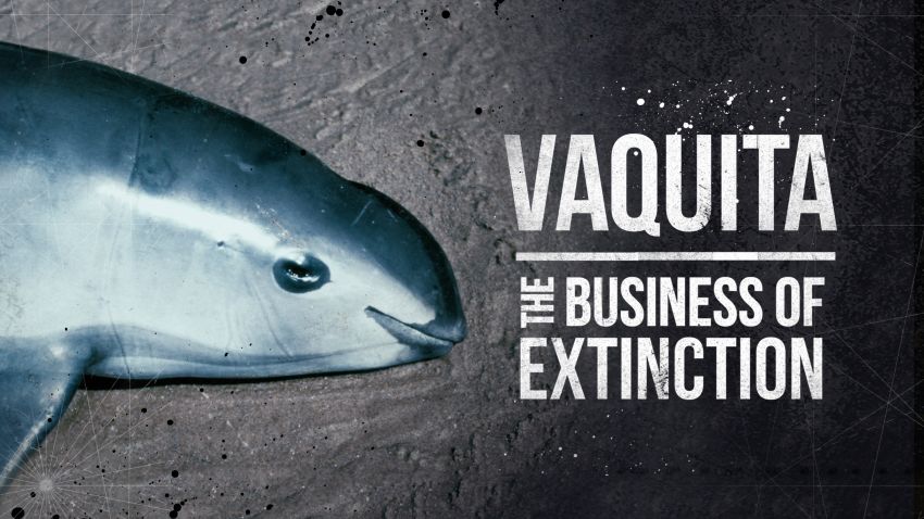 Vaquita: The Business of Extinction