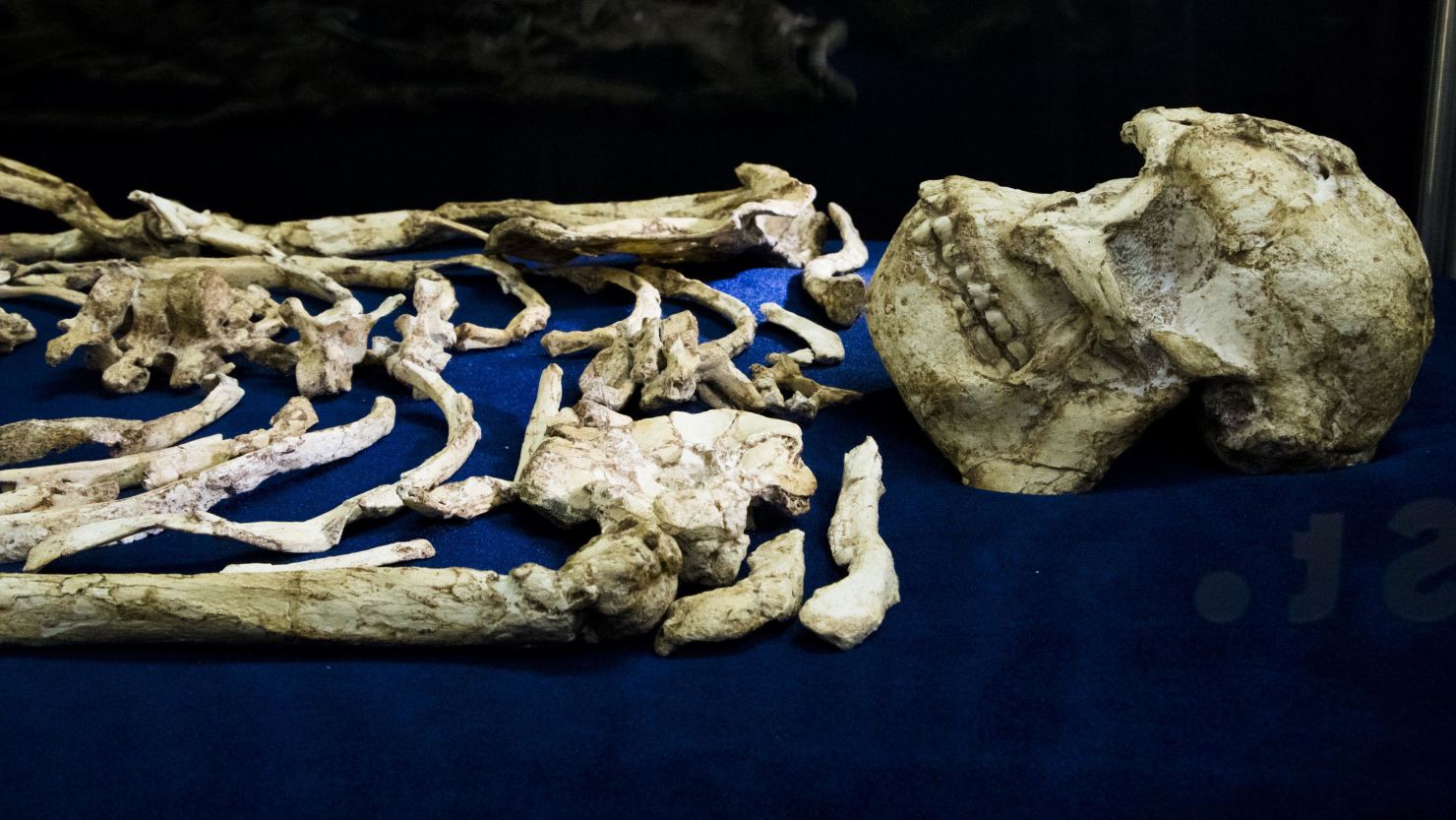 The fossilized skeleton known as Little Foot in the Evolutionary Studies Institute vault at the University of the Witswatersrand in Johannesburg, South Africa