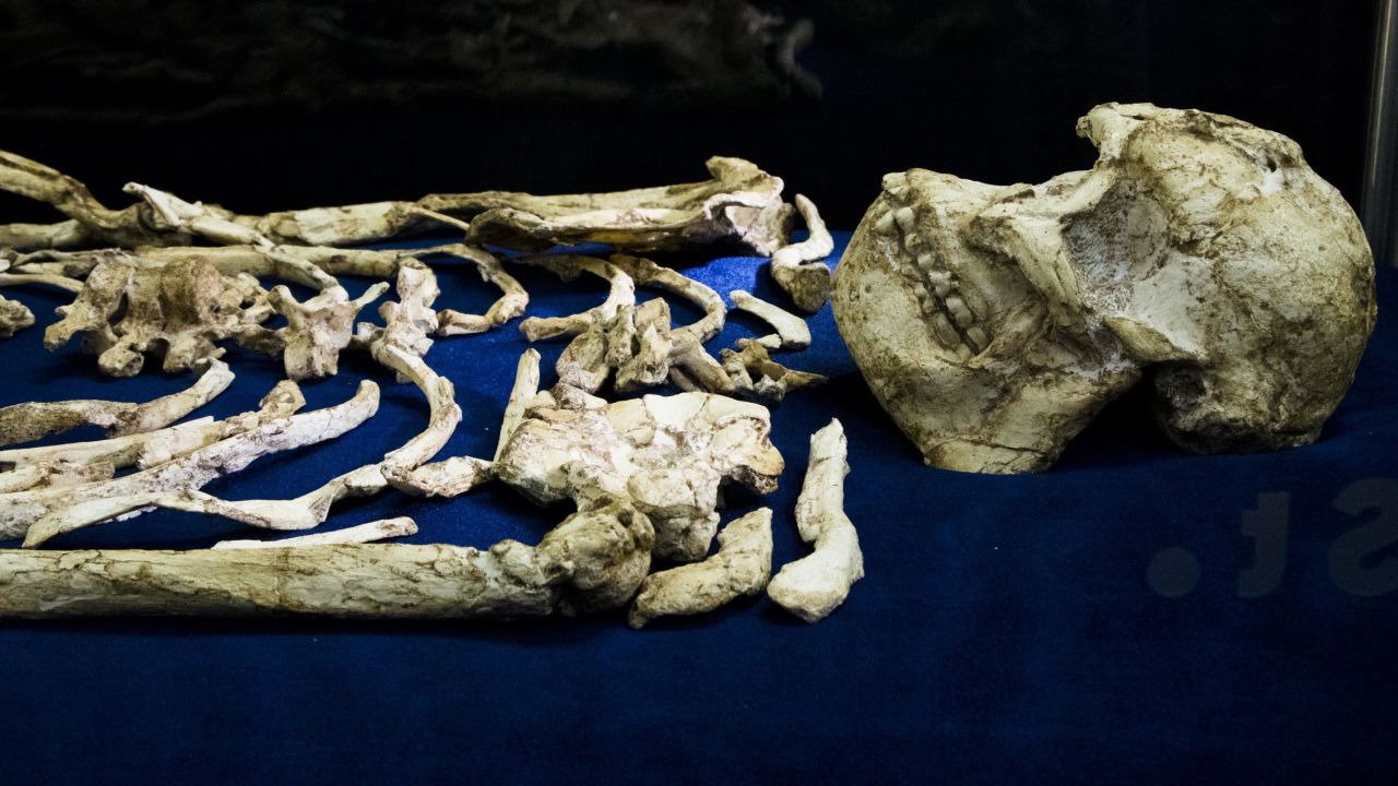 The fossilized skeleton known as Little Foot in the Evolutionary Studies Institute vault at the University of the Witswatersrand in Johannesburg, South Africa