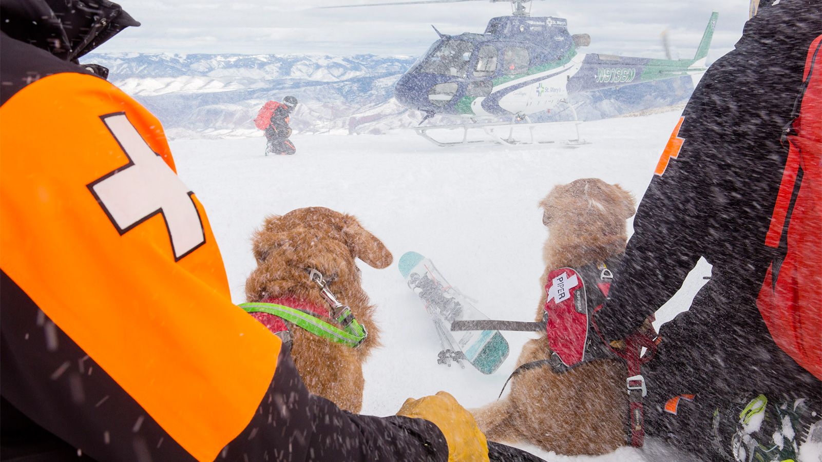 Beneath the snow: Training for avalanche rescue dogs in Colorado