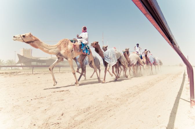 <strong>Camel racing: </strong>The "sport of the sheiks" is popular at the racetrack near Al Shahaniya, an hour's drive into the desert north of Doha. Adults only ride the camels in training -- small robots take the reigns for races.