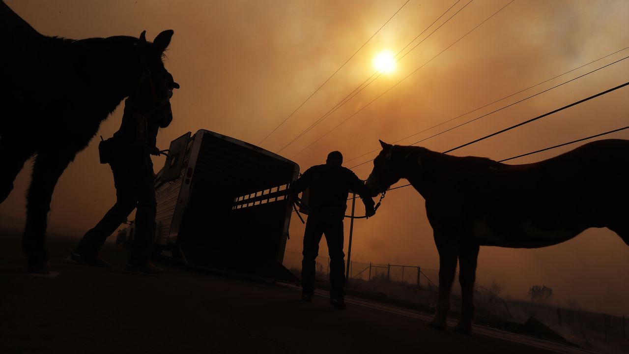 Officers with the Los Angeles Police Department evacuate a pair of horses near the Creek Fire. 