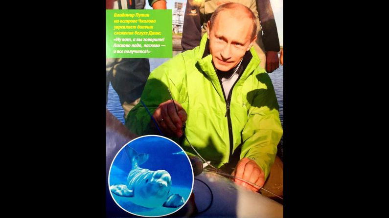 Putin attaches a tracking devise to Dasha, a beluga whale, on the island of Chkalov: "Look, you said you have to do it gently, I did it gently, and it worked!"