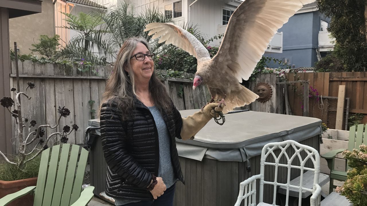 Kimberly Stroud, head of the Ojai Raptor Center, holds Wonder the turkey vulture after the evacuation. 