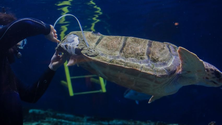 sea turtle 3D printed shell brace