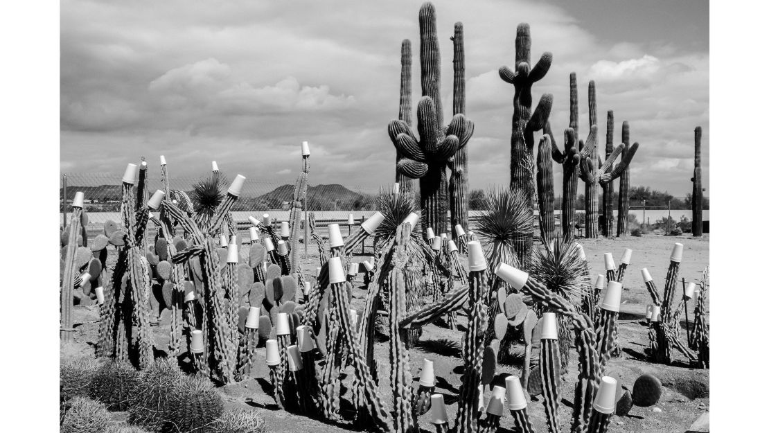 Hurn took this photograph of a cactus garden with paper cups protecting against night frosts. 