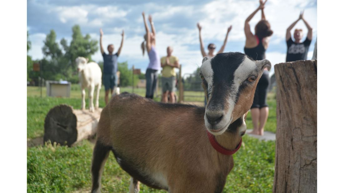 <strong>Mountain Flower Goat Dairy: </strong>Upon arrival, yoga students are often greeted by Schadenfreude, an Alpine goat, who ends up lounging on a special someone's mat during class.