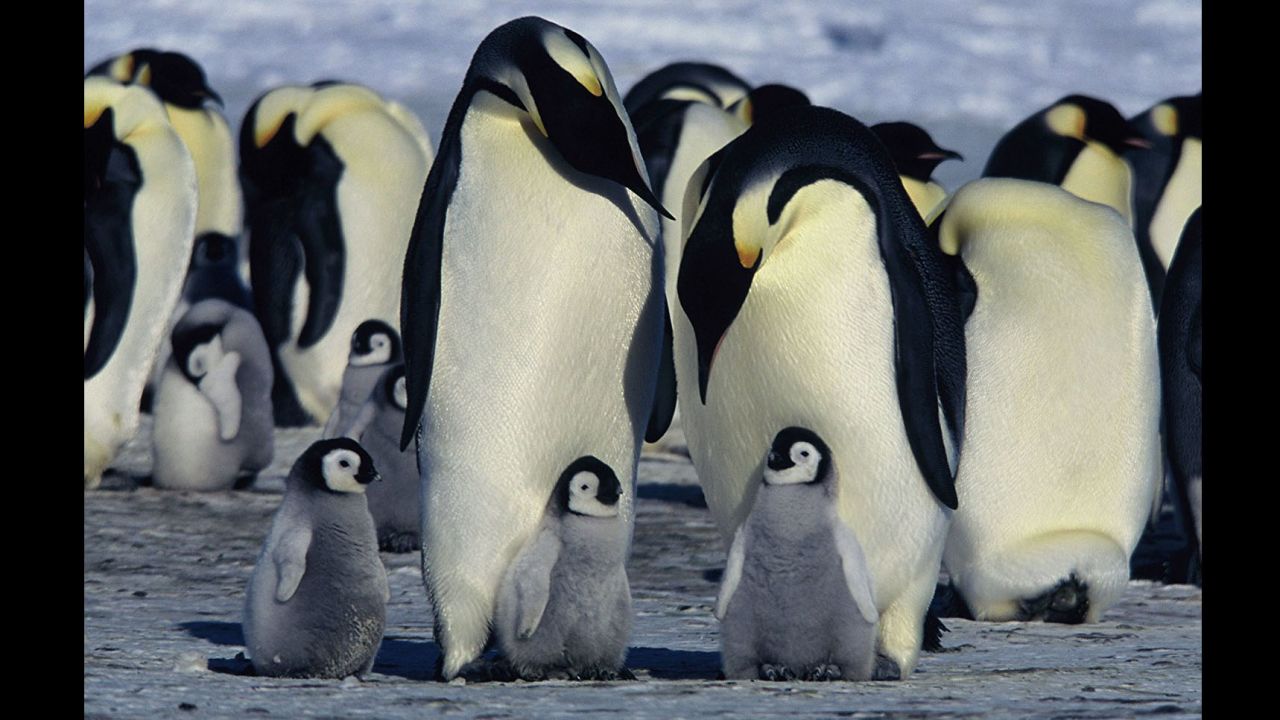 The emperor penguin, the modern giant of these birds -- as depicted here in the 2005 documentary "March of the Penguins" -- weighs about 55 pounds on average and is, at most, about 4 feet tall.