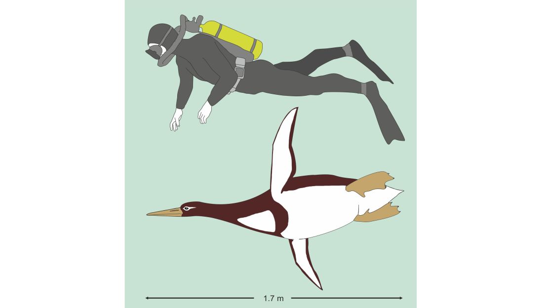 Ancient penguins were 5'10" at swimming length and weighed about 223 pounds.
