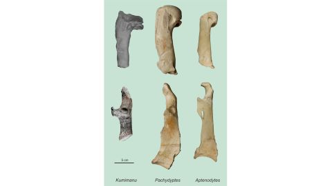 Penguin remains that were nearly 60 million years old were found in New Zealand.
