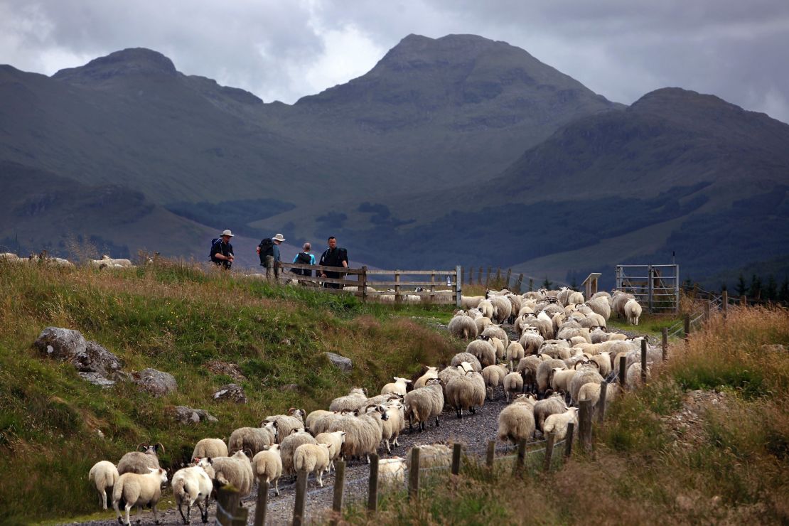 Greenery on the doorstep: The West Highland Way.