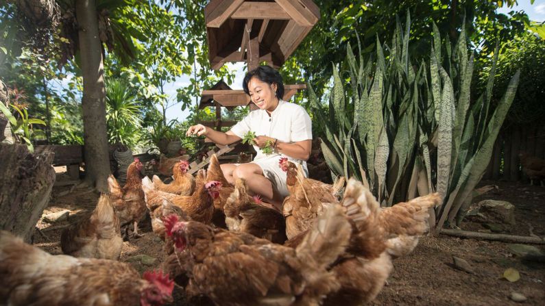 <strong>'Chicken MaMa':</strong> Pimjai Doungnate, aka "Chicken MaMa," oversees all of the resort's sustainability efforts including its organic egg farm. The resort also keeps goats for cheese and ducks for turning food waste into fertilizer. 