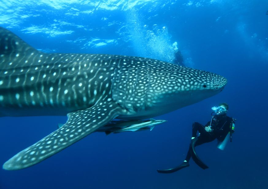 <strong>Swimming with whale sharks, Maldives:  </strong>Whale sharks are abundant just off the Maldives' South Ari Atoll. Local experts lead expeditions from the <a href="http://www.mirihi.com/en/" target="_blank" target="_blank">Mirihi Island Resort</a> on a 55-foot wooden yacht.