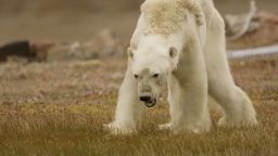 Starving polar bear video Paul Nicklen cnni_00000000.jpg