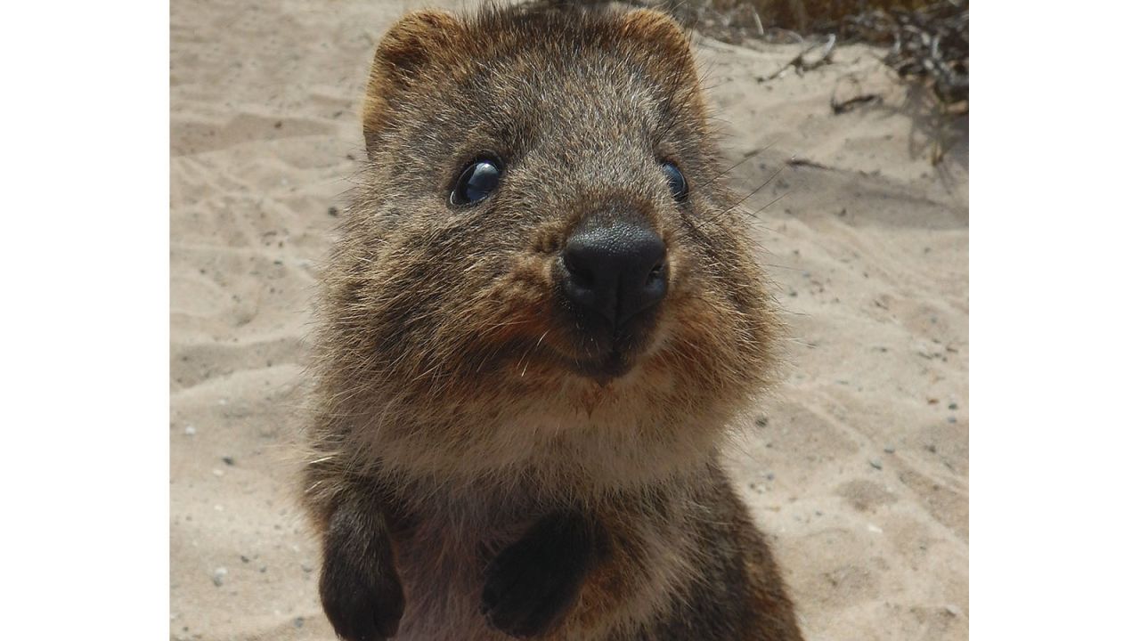 <strong>Quokka: </strong>You can also meet what might be the cutest and most photogenic animal in the world, the quokka. These little animals are related to wallabies and they have no fear of people.