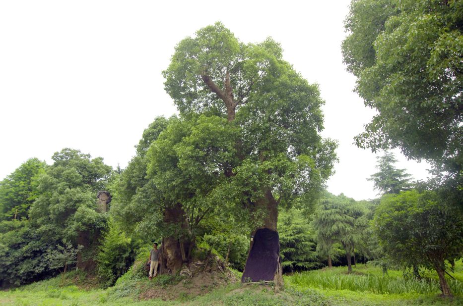 Large trucks were used to transport the massive trees that weighed as much as 80 tons. About 80% of the trees survived the journey from Fuzhou to Shanghai. 