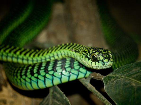 The boomslang is known as a shy species but is one of the most venomous in Africa, leading to massive bleeding and death. 
