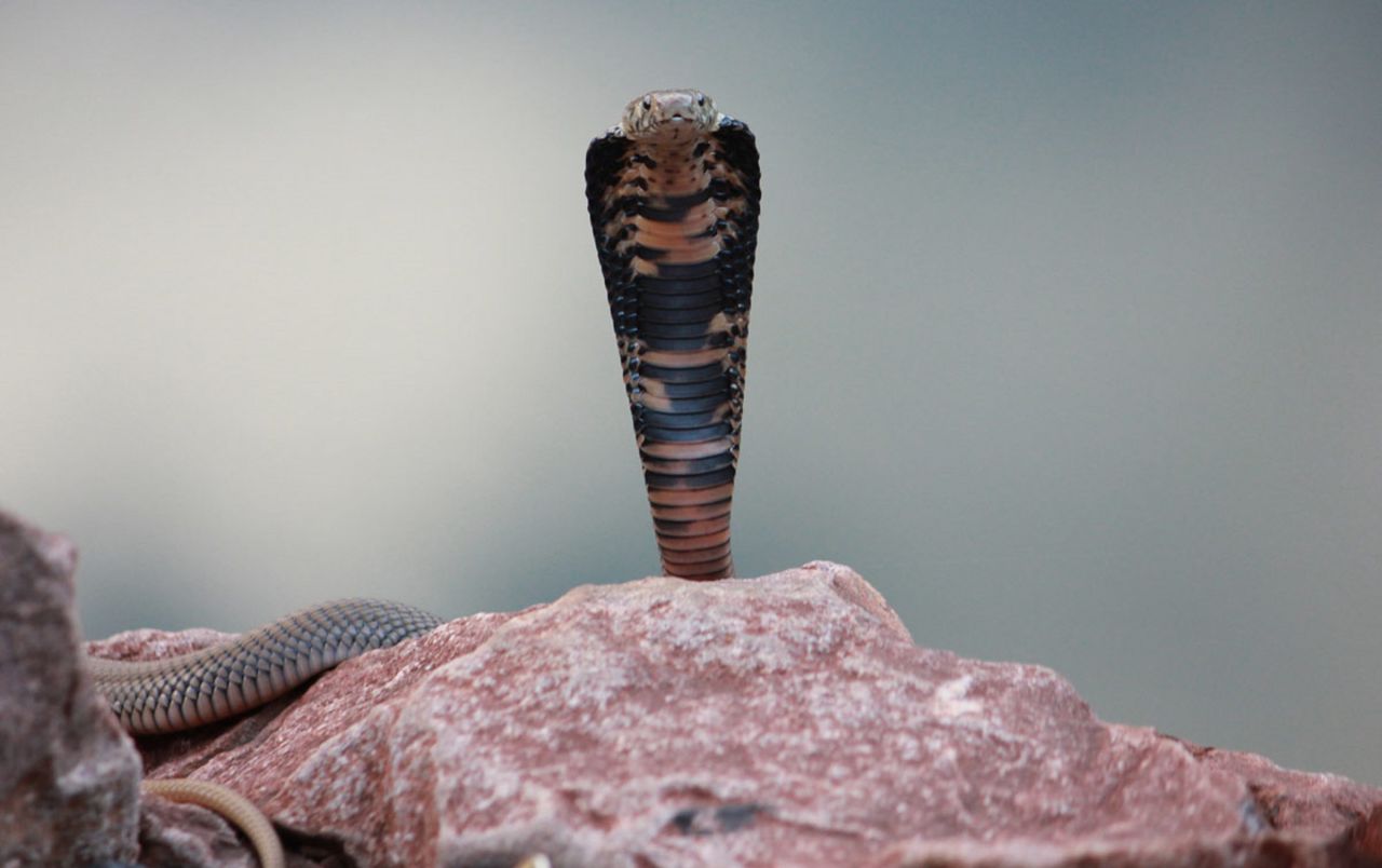 Commonly found in southern Africa, the cobra can accurately spit tissue-destroying venom over distances of several meters.