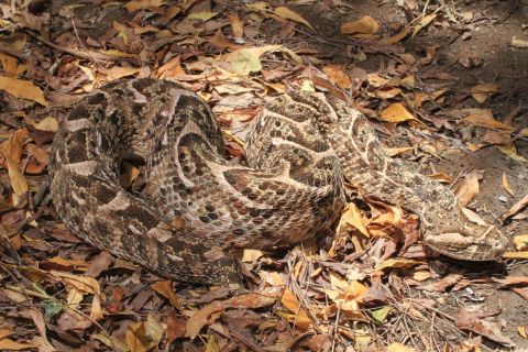 Known for its loud warning hiss, the puff adder is found across Africa. Its potent venom causes massive tissue damage. 