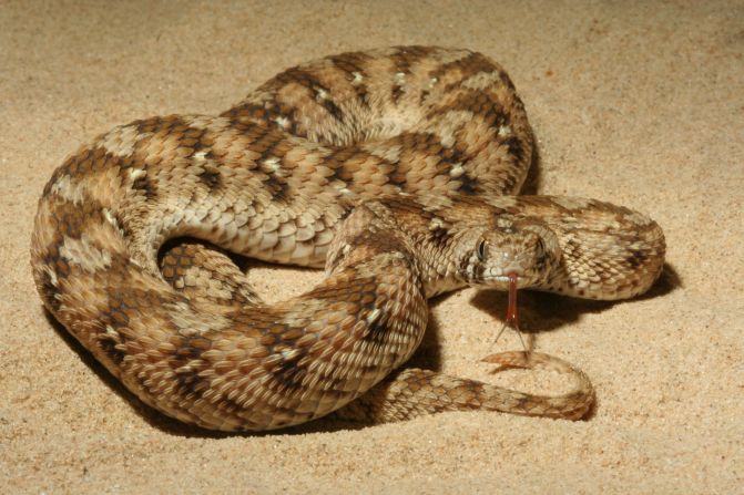 Family of snakes that are responsible for thousands of deaths in sub-Saharan Africa. Their venom attacks the blood, preventing clotting and causing haemorrhages.