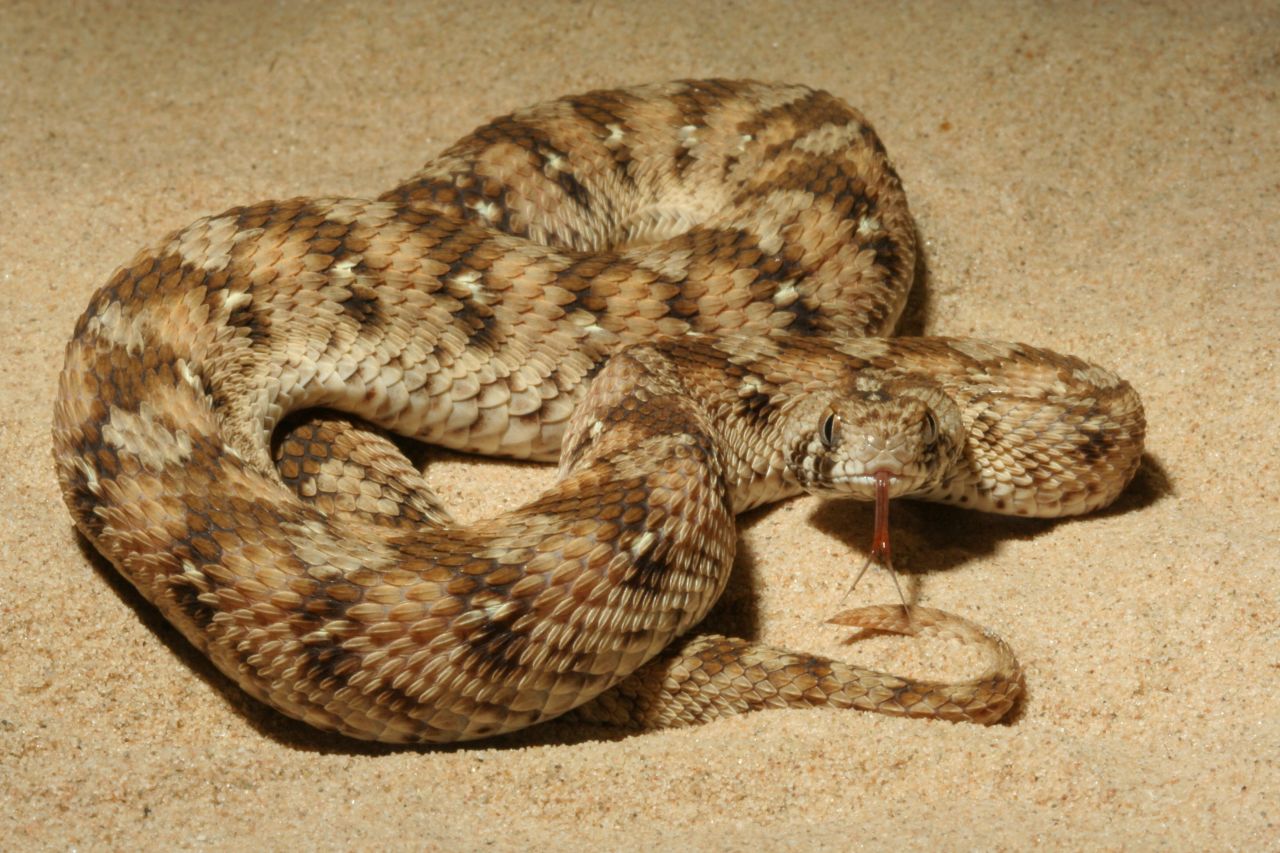 Family of snakes that are responsible for thousands of deaths in sub-Saharan Africa. Their venom attacks the blood, preventing clotting and causing haemorrhages.
