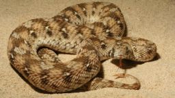 West African carpet viper (Echis ocellatus) from Togo. There are several species across the northern part of Sub-Saharan Africa and collectively they cause the majority of snakebites and snakebite deaths in the region.