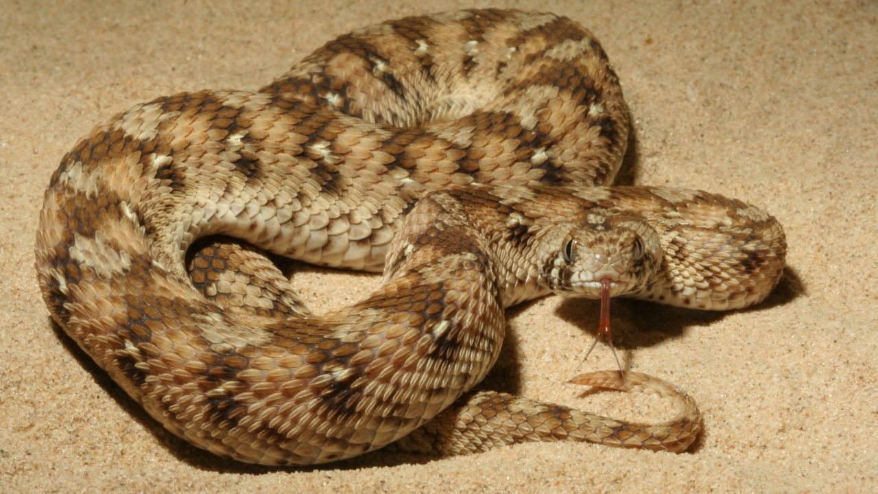 Carpet vipers are Nigeria's deadliest snakes.